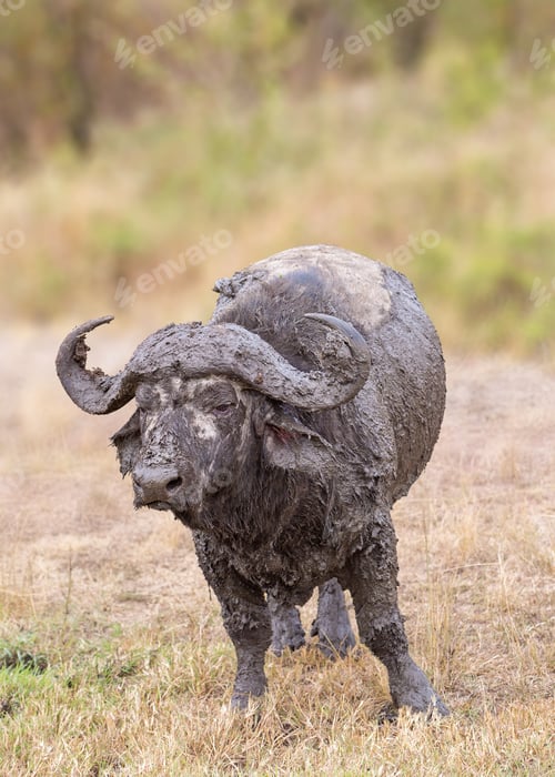 Preview: Muddy Cape Buffalo in Africa