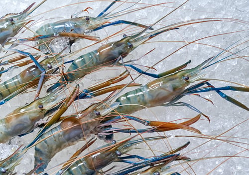 Preview: The blue shrimp on ice in the market