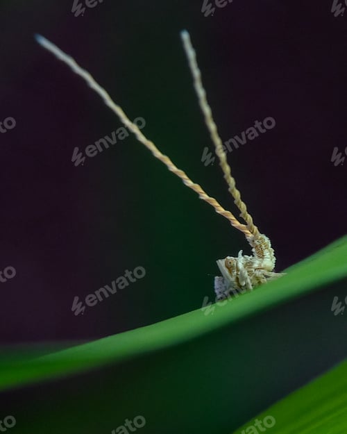 Preview: Plant hopper, nature background photo