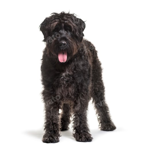 Preview: Bouvier des Flandres dog standing, panting, cut out