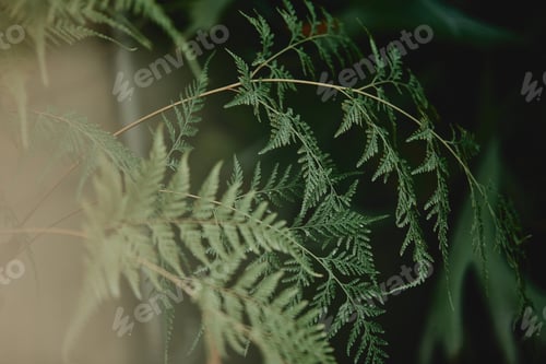 Preview: selective focus of branches with green leaves of cypress