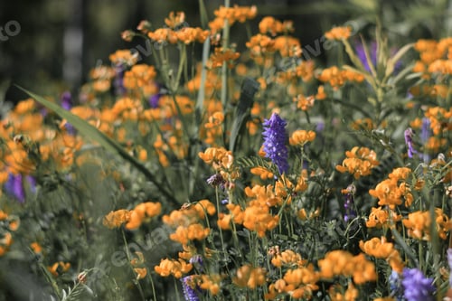 Preview: Birdsfoot trefoil yellow flowers together with purple tufted vetch