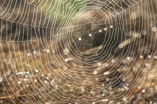 Preview: Close up of spider web in dew on a sunny morning.