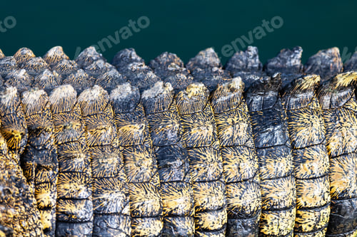 Preview: Closeup of crocodile skin texture