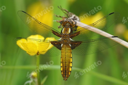 Preview: Detailed closeup on a broad -bodied chaser dragonfly, Libellula depressa, sitting with open wings