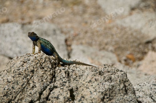 Preview: Close-up shot of a small Western fence lizard perched atop a rock