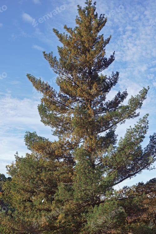 Preview: Twisted White Pine (Pinus Strobus 'Torulosa'). Called Contorted Eastern White Pine Also