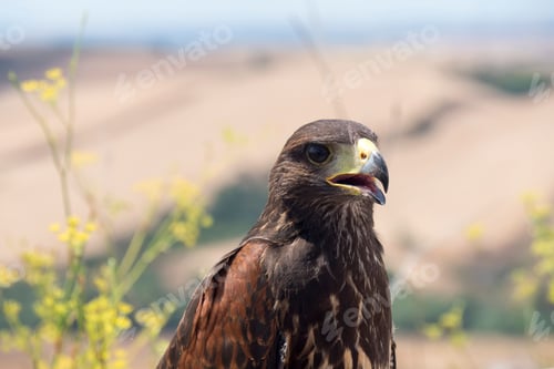 Preview: Golden eagle soaks up the warmth of the sun as it perches atop a branch, its beak open