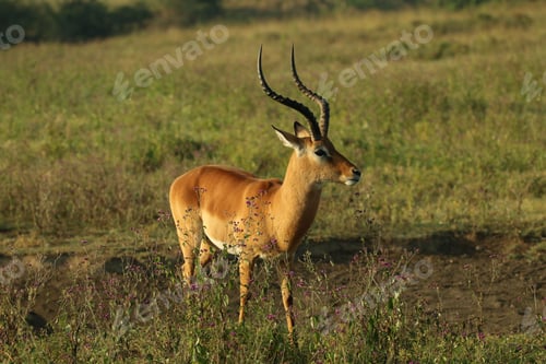 Preview: Majestic antelope peacefully standing in a lush, green field of grass and vegetation