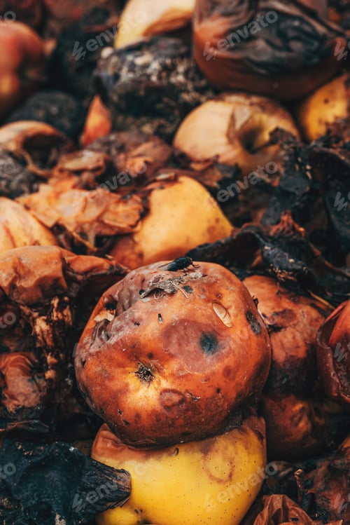 Preview: Pile of rotten apples in an orchard
