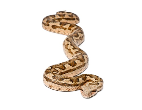 Preview: Moorish viper, Macrovipera mauritanica, slithering on white background
