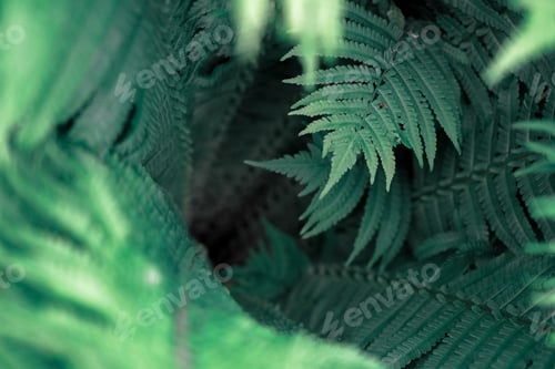 Preview: Green ferns for natural background