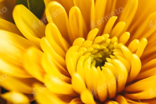 Preview: A yellow chrysanthemum flower.