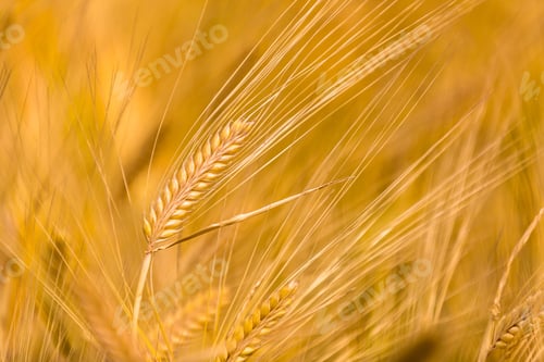 Preview: Barley field in golden glow of evening sun