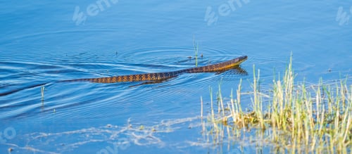Vista previa: Serpiente tigre