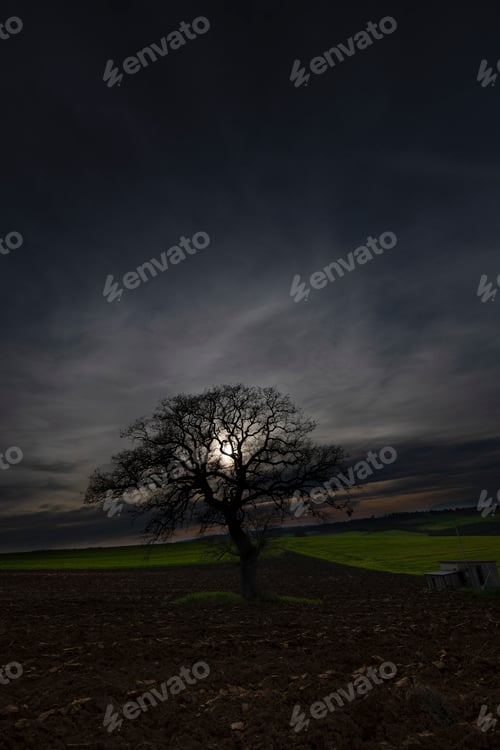Preview: Lonely tree on a field at golden hour