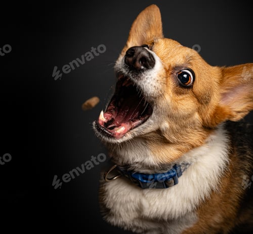 Preview: Closeup portrait of a corgi dog trying to catch a dog treat in mid-air, against dark background