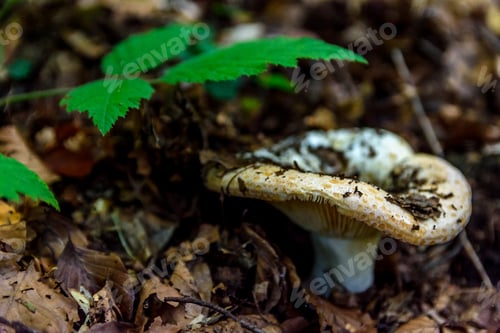 Preview: Mushroom growing among foliage and other mushrooms on the ground in Ceahlau Mountain