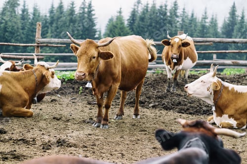 Preview: Classic rural farm cowshed. Milking cows.