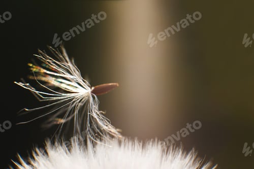Preview: dandelion parachute close-up. parachute on a dandelion. dandelion seeds