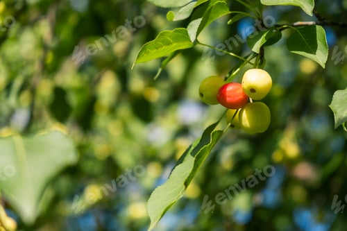 Preview: Many small red apples on the branches apple tree, sunny day,