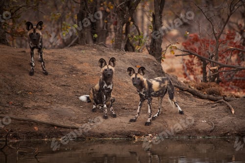 Preview: A pack of wild dog, Lycaon pictus, stand near a waterhole, direct gaze