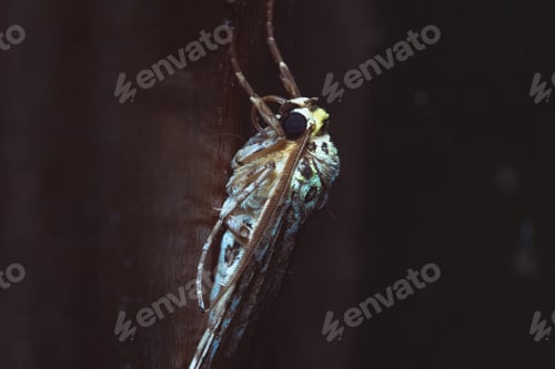Preview: Closeup shot of a large beautiful moth on a wall surface with a dark background