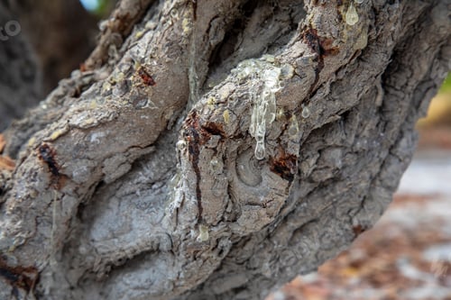 Preview: Mastic gum resin flows from the mastic tree. Chios island - Greece