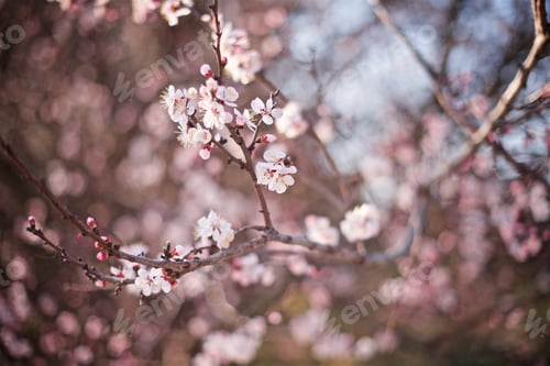 Vorschau: Licht- und Frühlingsblüten an einem Aprikosenbaum