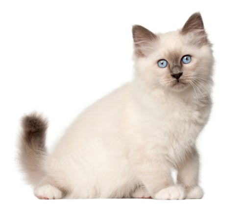 Preview: Birman kitten, 3 months old, sitting in front of white background