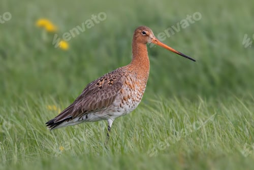 Preview: Selective focus shot of a black-tailed godwit bird perched on a grassy field