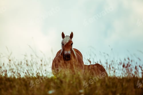 Preview: Horse behind a grass