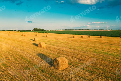 Preview: Aerial View Of Summer Hay Rolls Straw Field Landscape In Evening. Haystack, Hay Roll in Sunrise Time