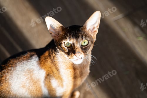 Preview: A cute orange abyssinian cat looking straight to the camera