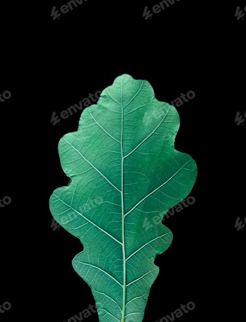 Preview: Oak leaf closeup isolated on dark background.