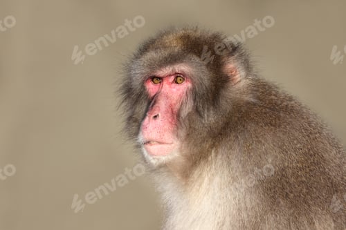 Preview: Japanese macaque (Macaca fuscata), also known as the snow monkey