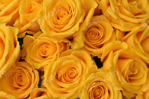 Preview: Tight shot of a yellow rose bouquet with water droplets, dewdrops, raindrops, water drops.