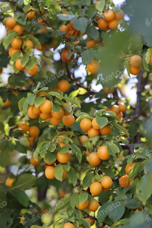 Preview: ripe yellow plums on the branches of the tree