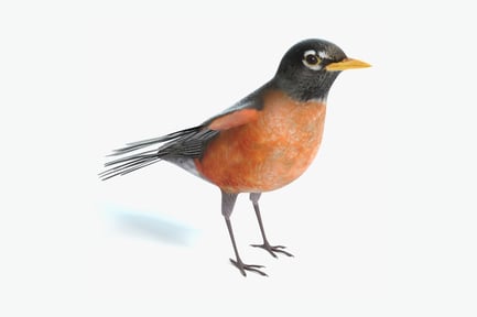 Visualização: American Robin: Songbird detalhado