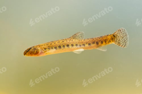 Preview: spotted weather loach