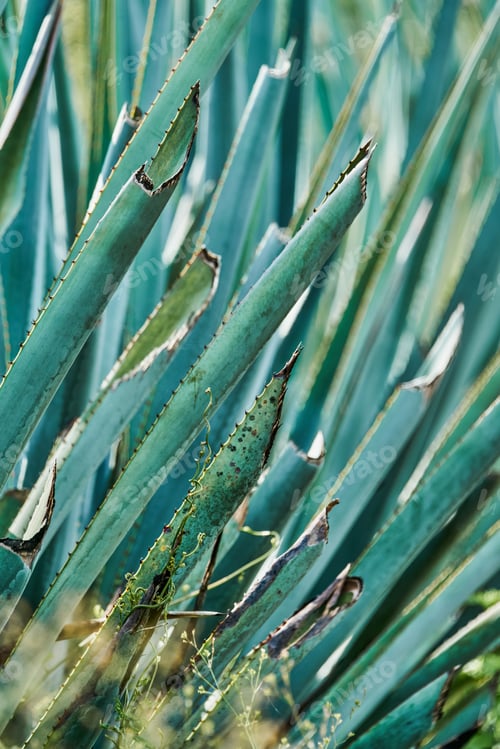 Preview: Blue agave plantation in the field to make tequila tequila industry