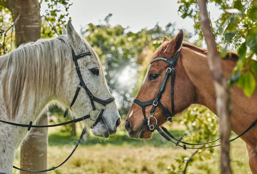 Preview: Horses, noses and animal affection in nature in equestrian game park, care and leisure in countrysi