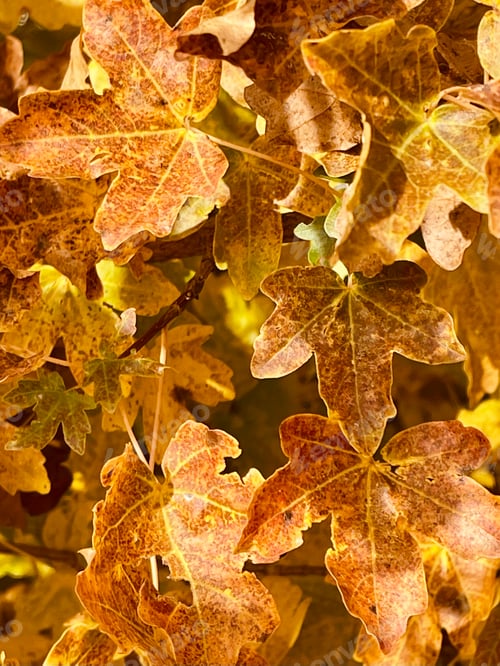 Preview: Autumnal Maple Leaves on a Tree Branch