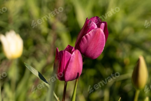 Preview: Pink Tulip Flower