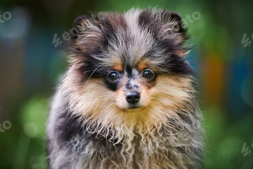 Preview: Pomeranian Spitz puppy in garden, close up face portrait