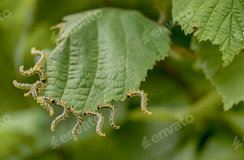 Preview: beautiful caterpillars