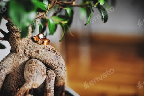 Preview: wedding rings at the root of a flower pot