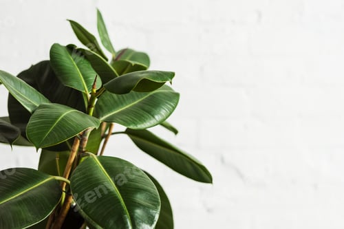 Preview: Rubber fig Ficus elastica plant with green leaves by white wall