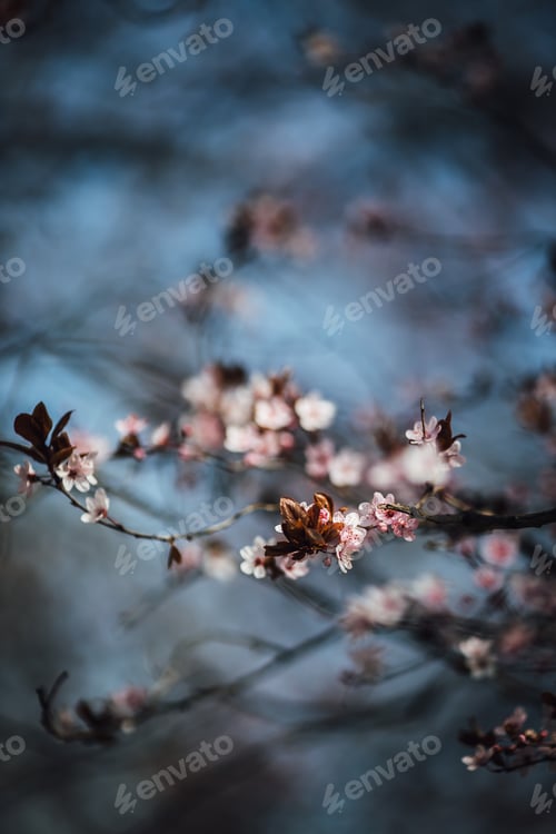 Preview: Beautiful vertical close-up selective focus shot of a pink cherry tree blossom