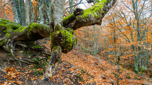 Preview: Hayedo de la Pedrosa Natural Protected Area, Spain